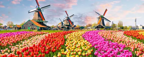 Flower field in Holland